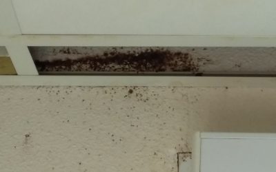 Eradication de punaises de lit dans une chambre de clinique sur Aix en Provence 13100