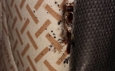 Traitement punaises de lit dans des chambres d’hôtel sur Aix en Provence 13090