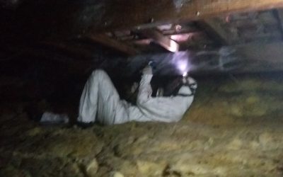 Sciure qui tombe de la poutre sur Lambesc 13410