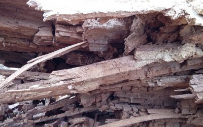 Elimination de fourmis charpentières dans ma maison sur marseille 13