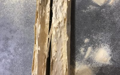 Problème de capricorne à Marseille