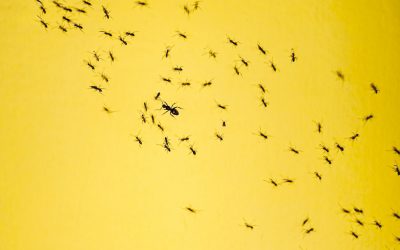 Comment arrêter une invasion de fourmis dans la maison ?