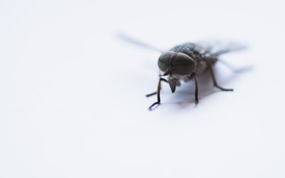 Où les mouches domestiques pondent-elles leurs oeufs ?
